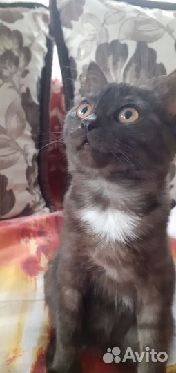 Кошечка в добрые руки