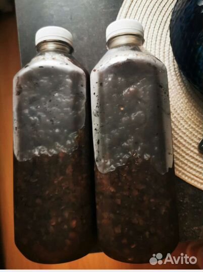 Трепанг на меду