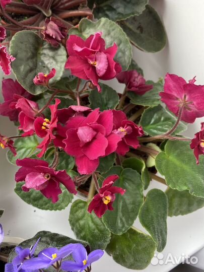 Фиалка сортовая Бой быков