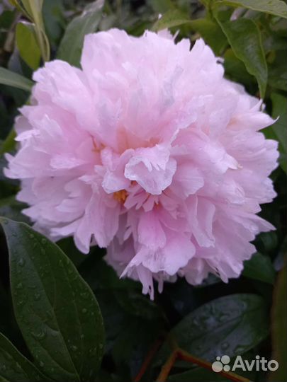 Пион сара бернар