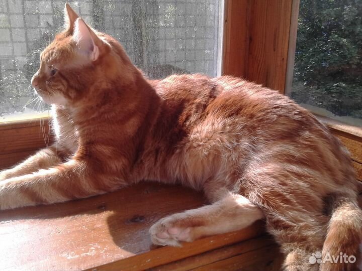 Котик Коржик 4 года