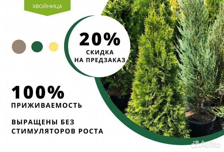 Туя в ассортименте Смарагд,Брабант,Колумна 1,5-1,8