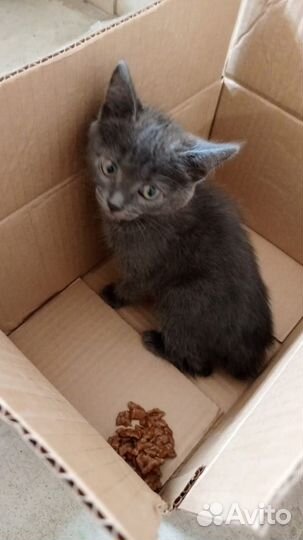 Котенок