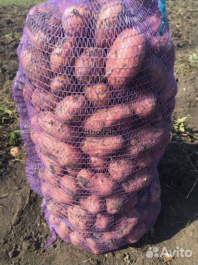 Картофель деревенский