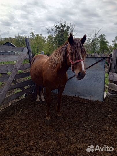 Кобыла с жеребенком