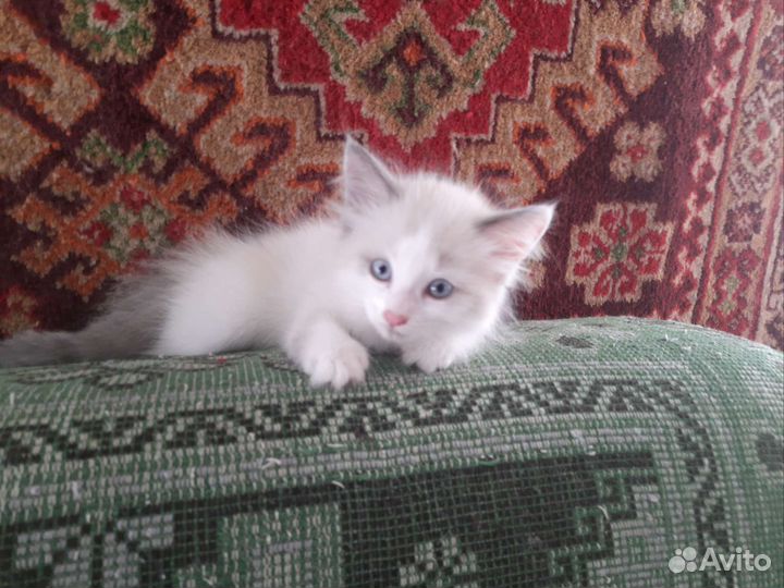 Кошка в дар бесплатно