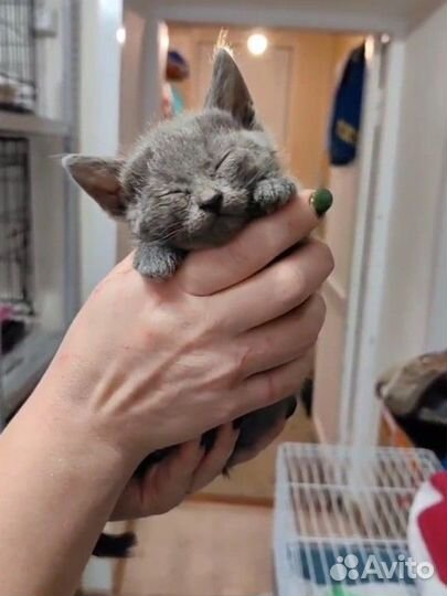 Серебристые дымчатые котята в добрые руки