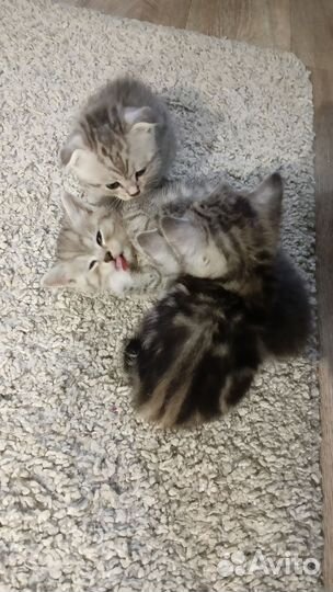 Шотландские котята