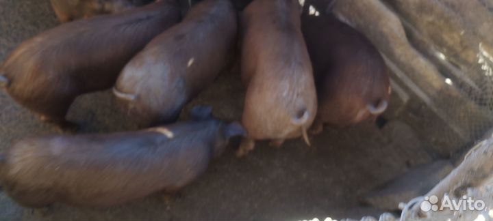 Поросята мясной породы