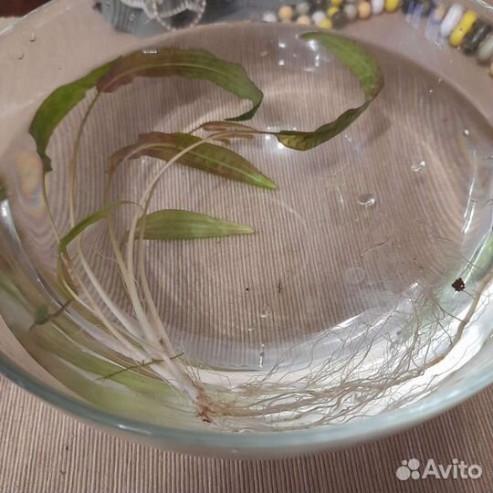 Аквариумные растения