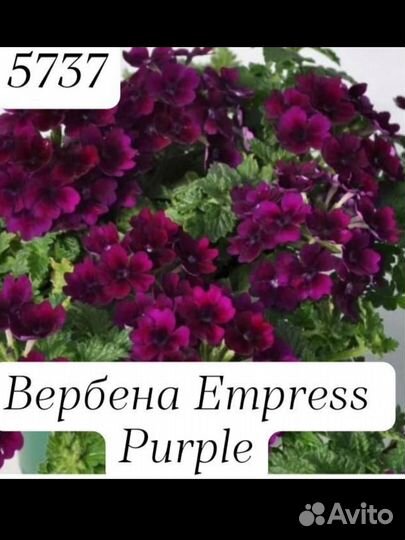 Вербена вегетативная