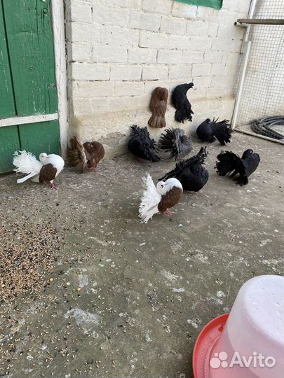 Голуби павлины