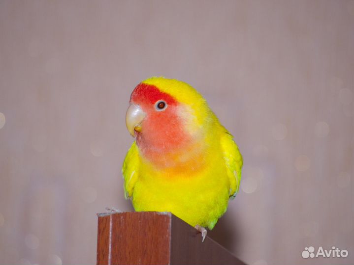 Попугай Неразлучники малышня