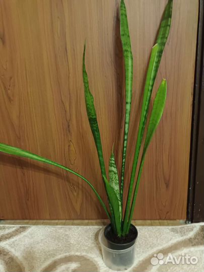 Щучий хвост