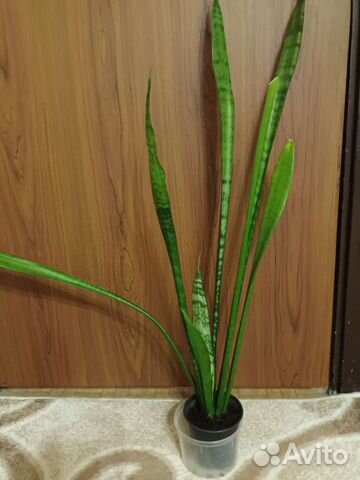 Щучий хвост