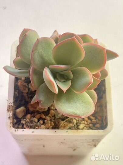 Эхеверии суккуленты