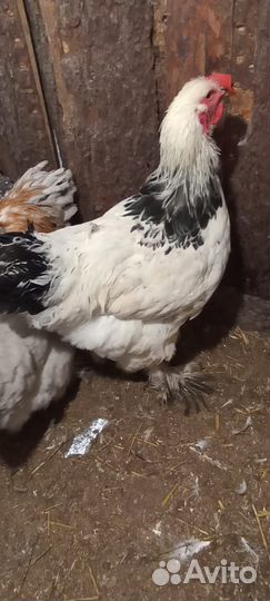 Молодые петухи брама