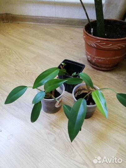 Традесканция рео