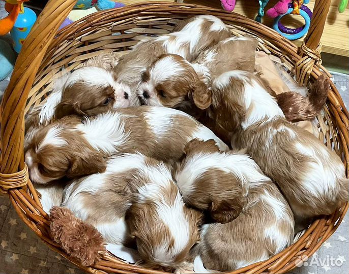 Кавалер кинг Чарльз спаниель