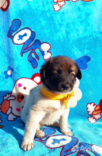 Малышка Руна