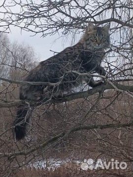 Кошка мышеловка бесплатно (4 месяца)