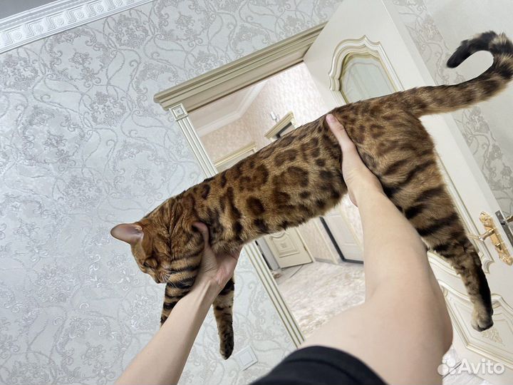 Бенгальский кот вязка