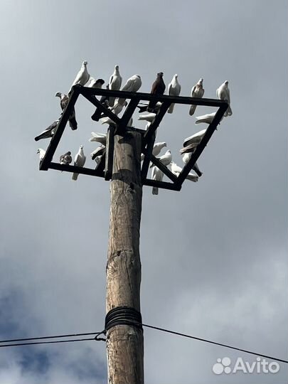 Продам голубей
