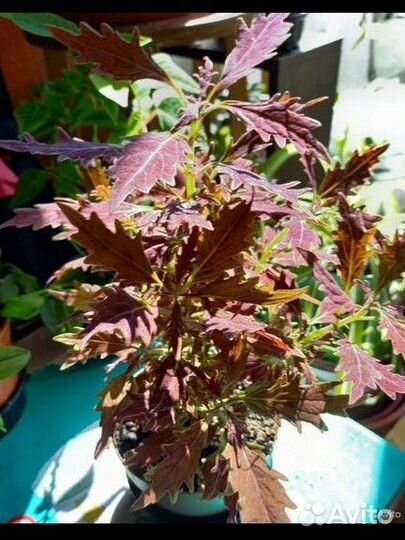 Колиус - комнатные цвет