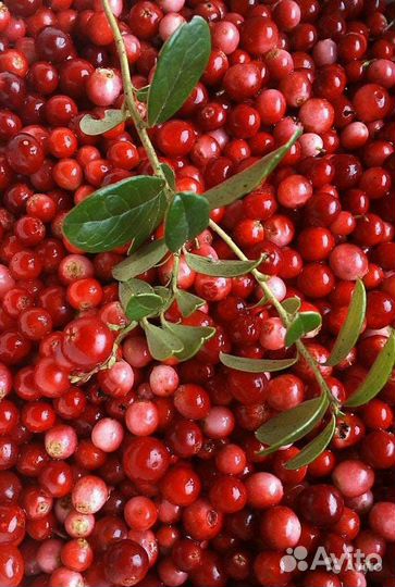 Брусника свежая