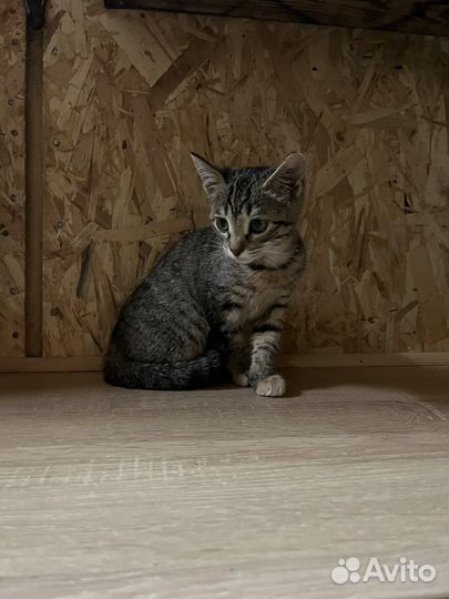 Отдам котенка, девочка