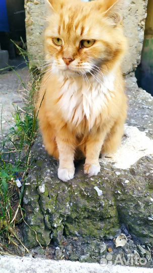 Рыжее счастье