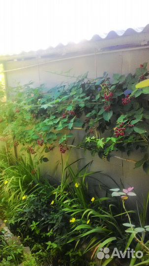 Ежевика садовая/без шипов