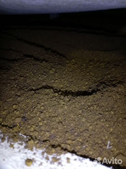 Чага березовая от сборщика