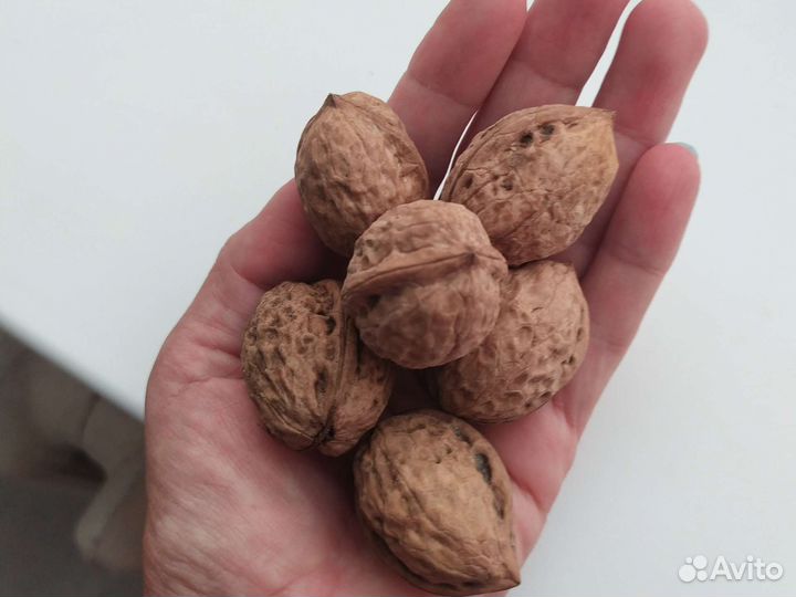 Грецкий орех в скорлупе