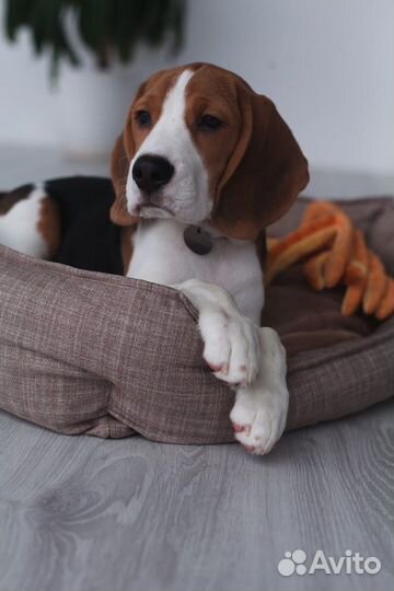 Лежанка для собак