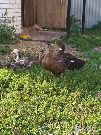 Утки башкирские