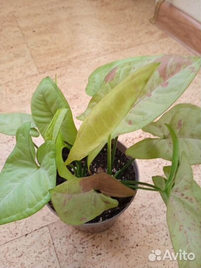 Сингониум конфетти