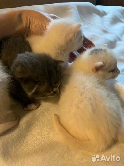 Котята 2 мес. девочки (белые) бесплатно