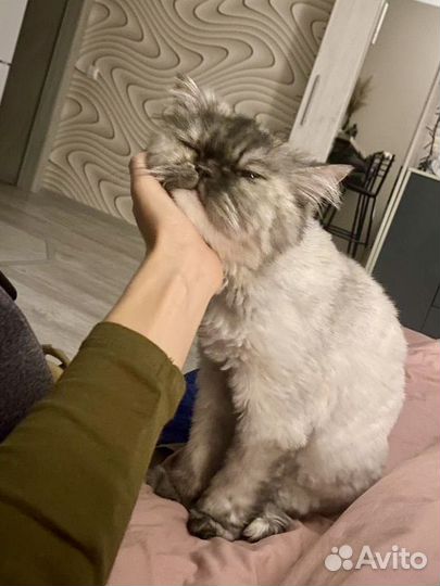 Котоняня, зооняня, кэтситтер, передержка