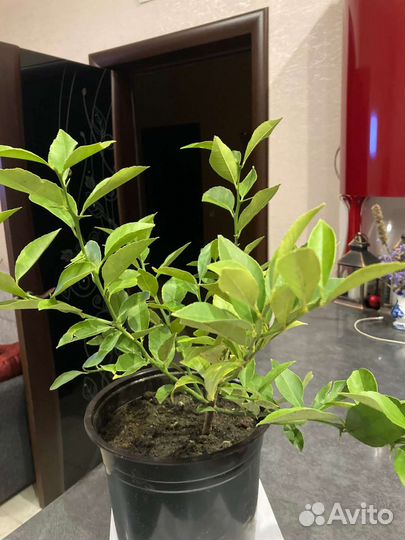 Лимон Мейера