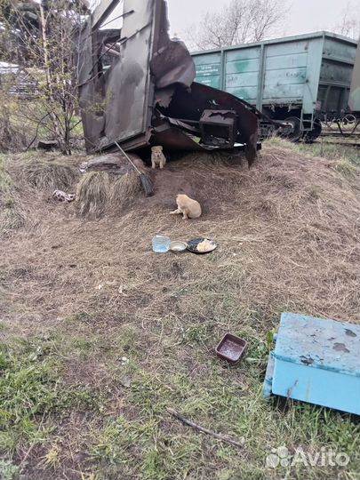 Щенки