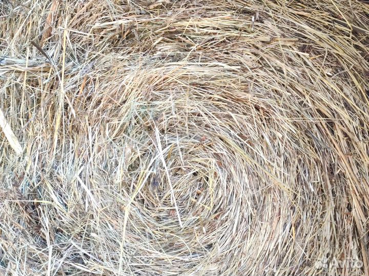 Сено в тюках с доставкой, как вчера косил) овес