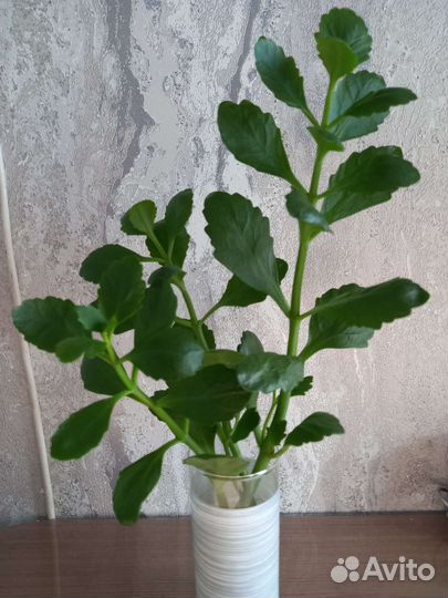 Каланхоэ, денежное дерево