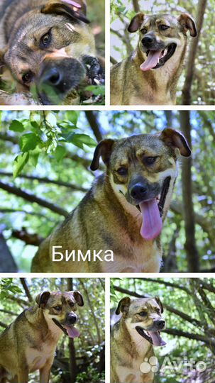 Бимка ищет очень доброго человека