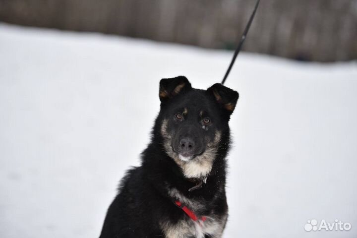 Красивый храбрый малыш ищет дом