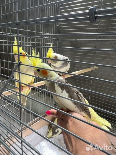 Птенцы корелла