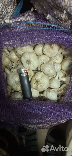 Чеснок озимый