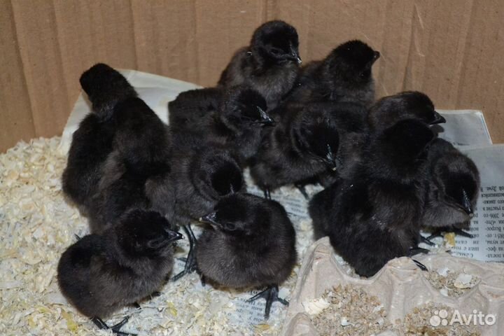 Цыплята ухейлюй яйцо инкубационное доставка