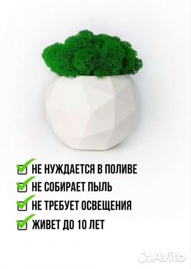 Мох живой в кашпо 5 шт