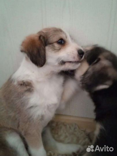 Выбросили щенков